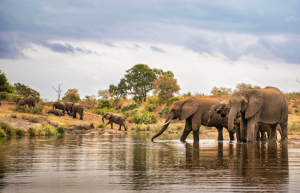 19 Nights - Classic Zambia And Botswana Tour Packages
